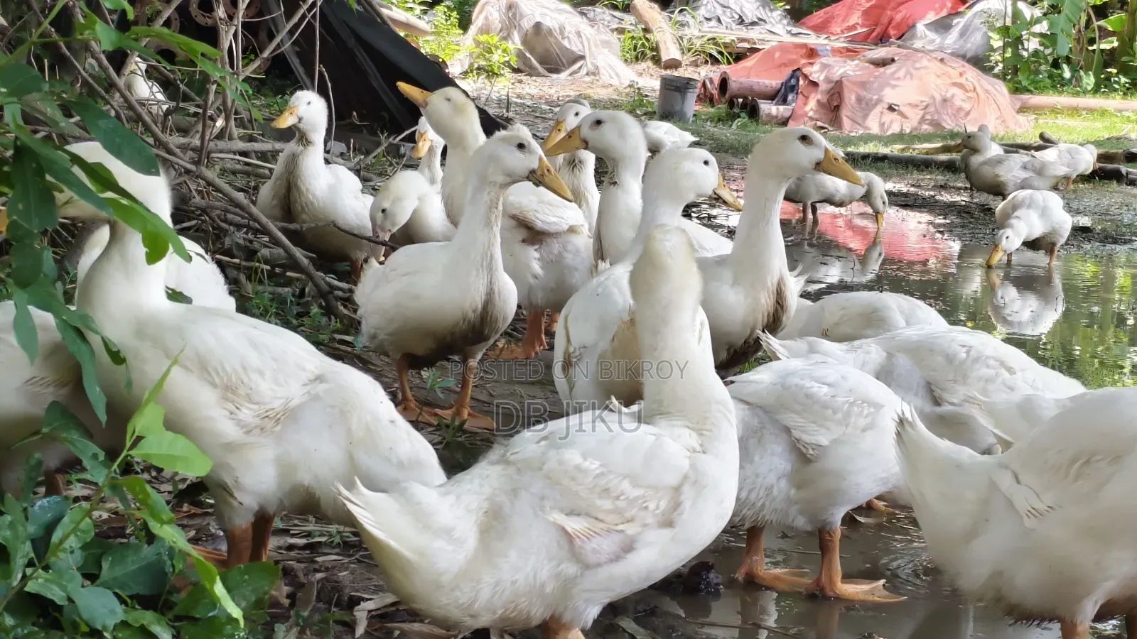 Sales Notice: 3kg+ Weight Ready Peking Star 13 Ducks For Sale!