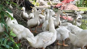 Sales Notice: 3kg+ Weight Ready Peking Star 13 Ducks For Sale!