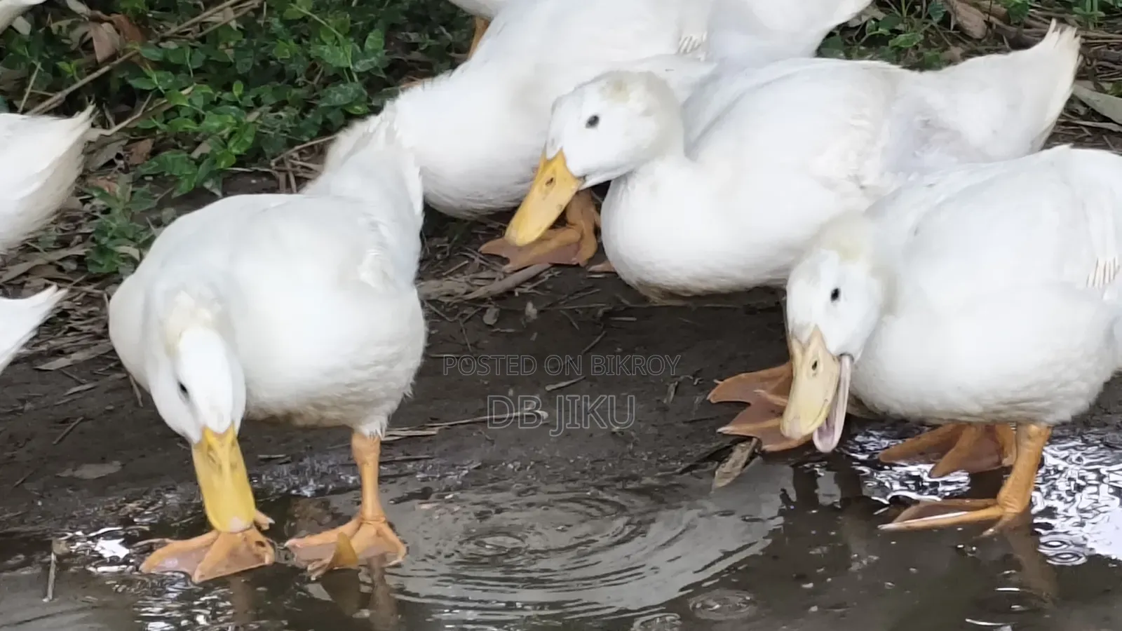 Sales Notice: 3kg+ Weight Ready Peking Star 13 Ducks For Sale!