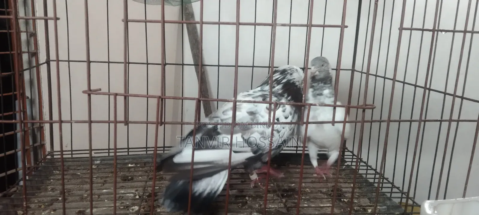 কবুতর বিক্রি