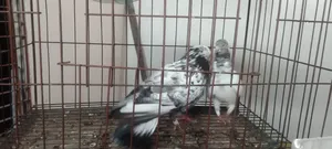কবুতর বিক্রি