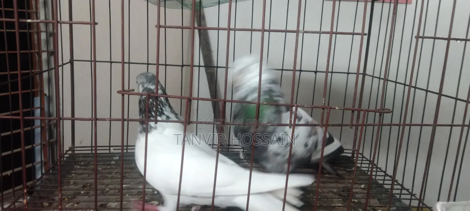 কবুতর বিক্রি