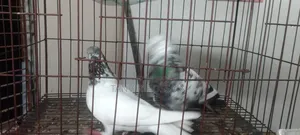 কবুতর বিক্রি