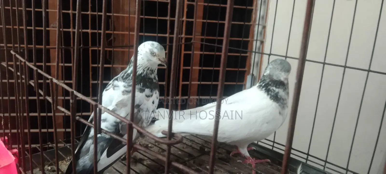 কবুতর বিক্রি
