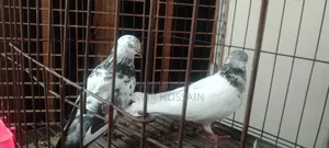 কবুতর বিক্রি