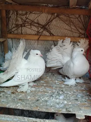 Lakha Pigeon