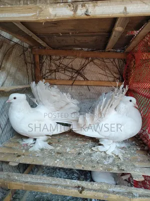 Lakha Pigeon