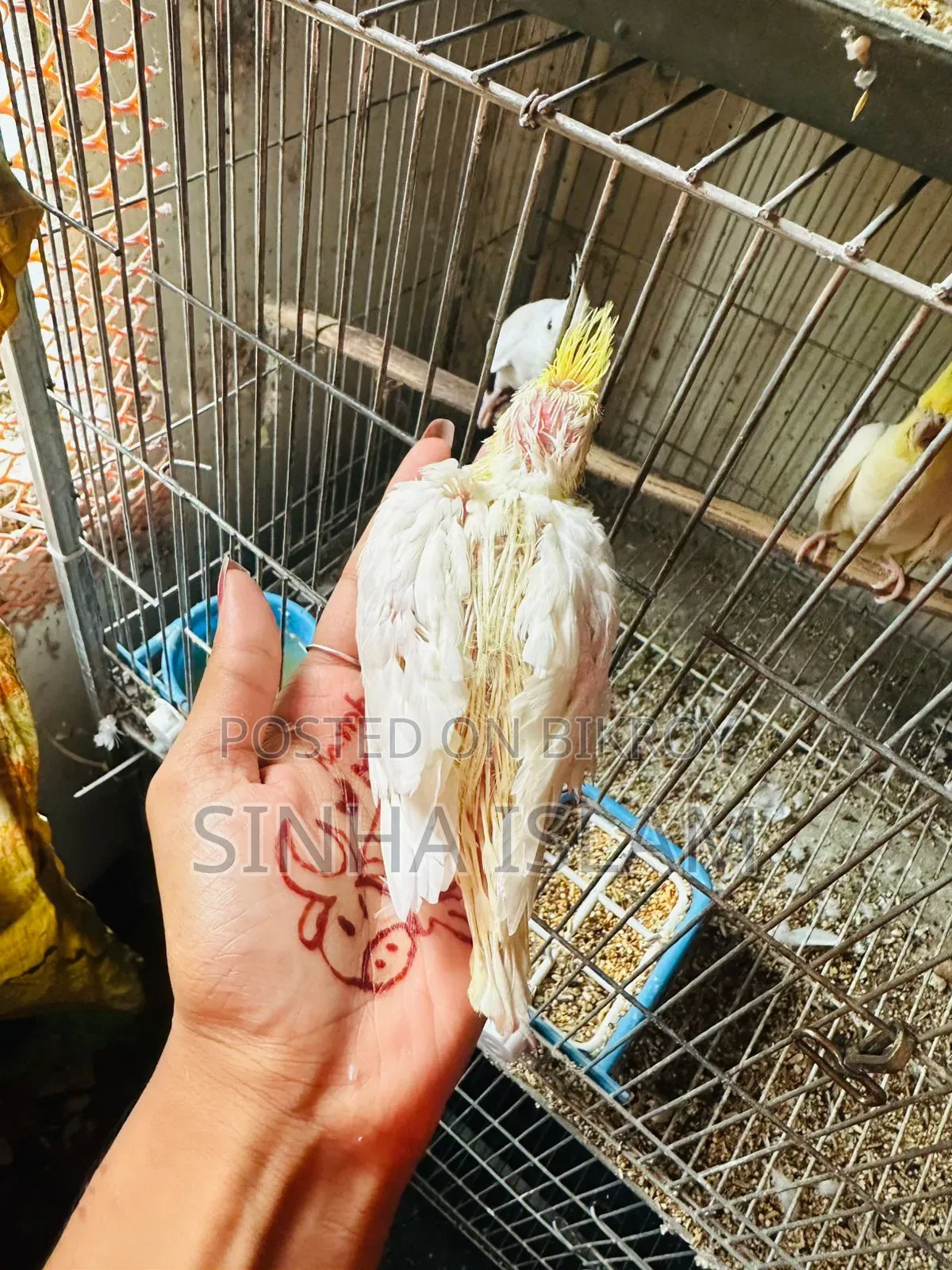 Cockatiel Bird