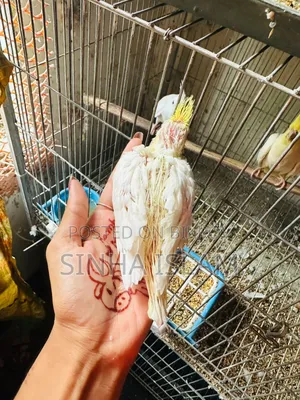 Cockatiel Bird