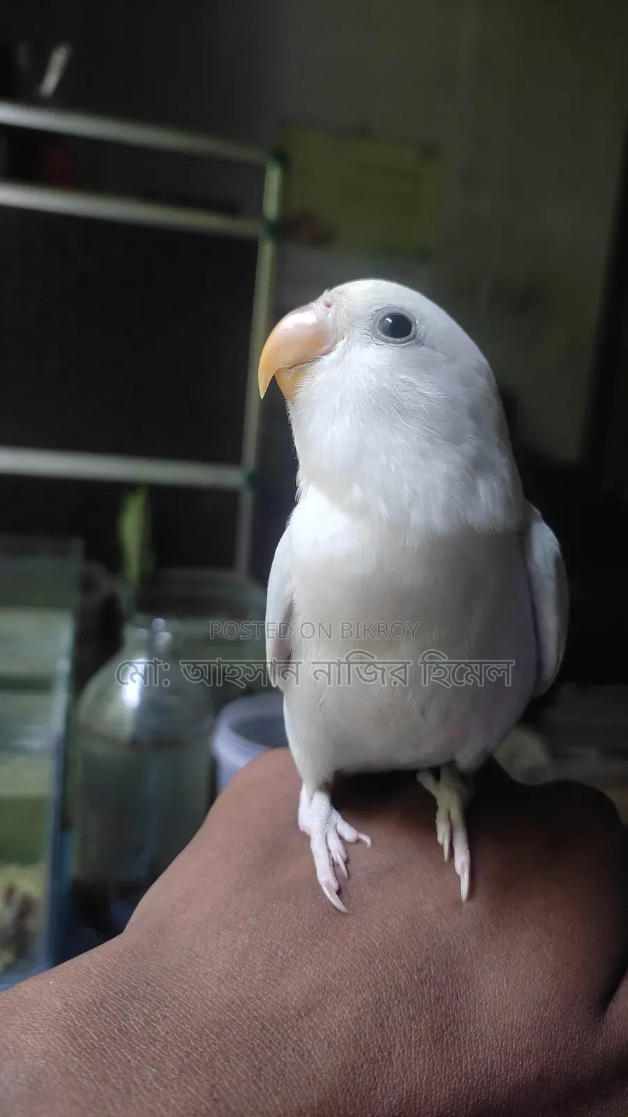 Tame Lovebird