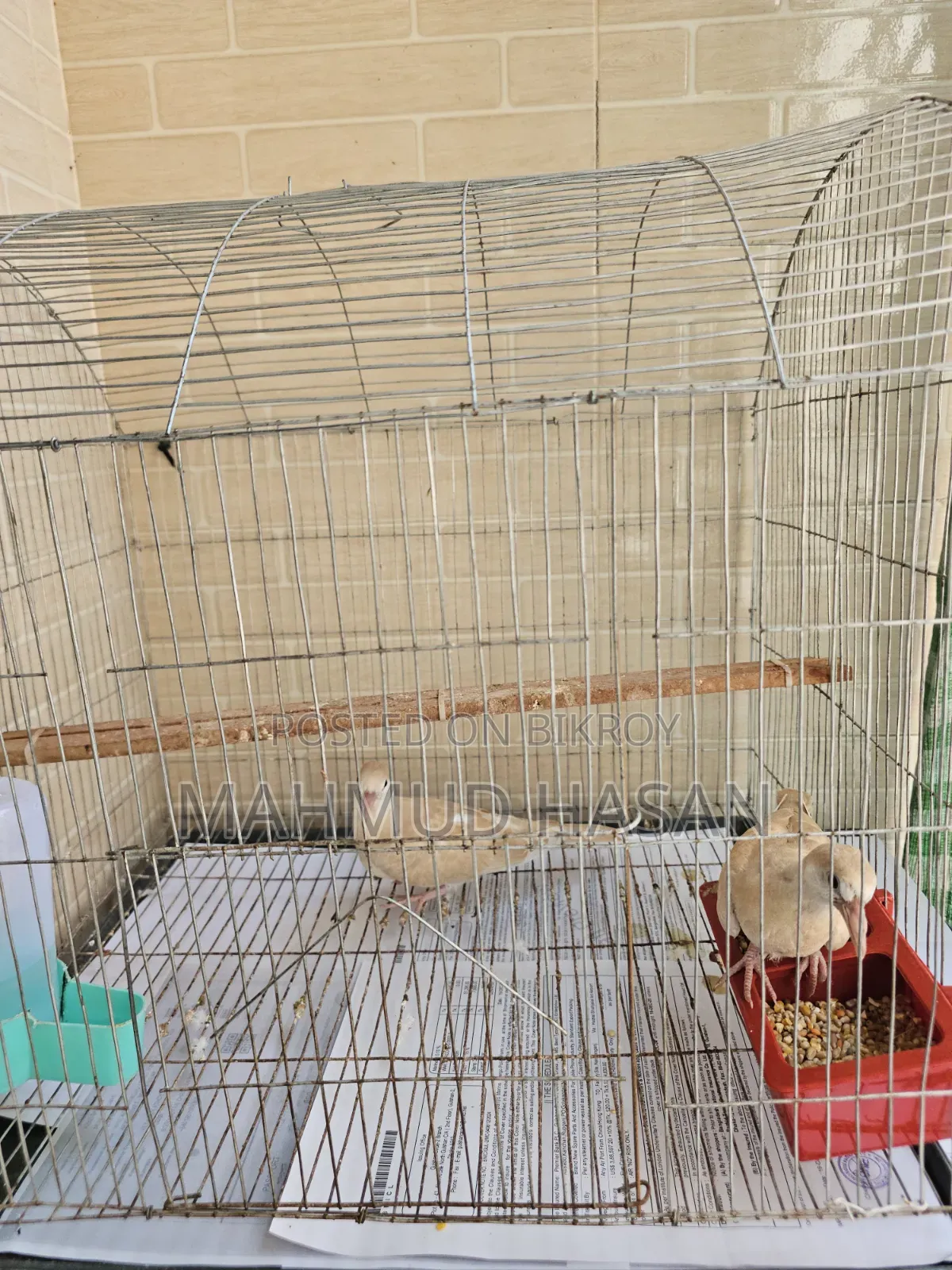 Australia Dove