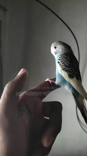 Tame Pied Budgie