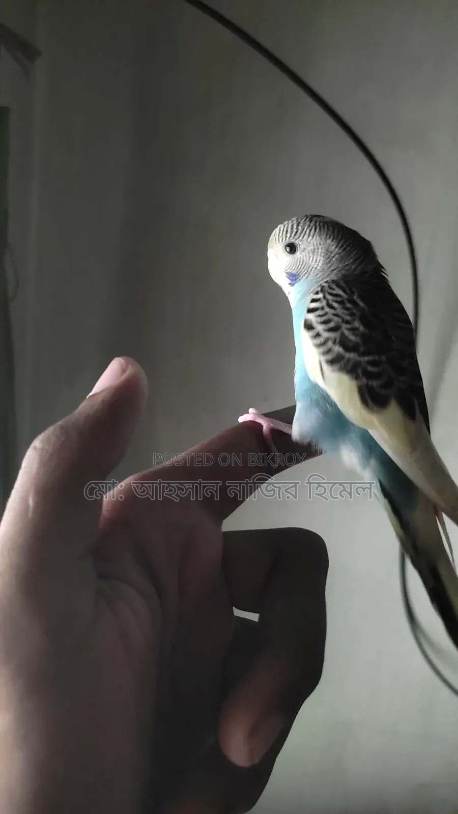 Tame Pied Budgie
