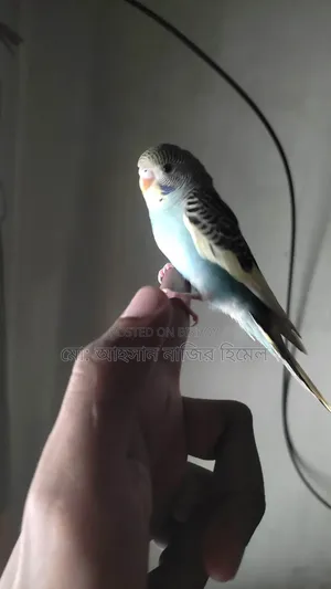 Tame Pied Budgie