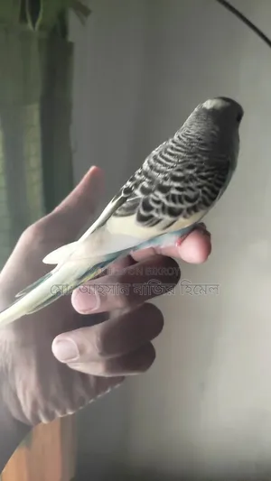 Tame Pied Budgie