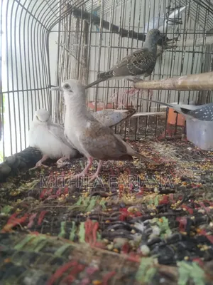 Diamond Dove Bird Chicks