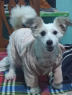 1+ Year Female Purebred Japanese Spitz