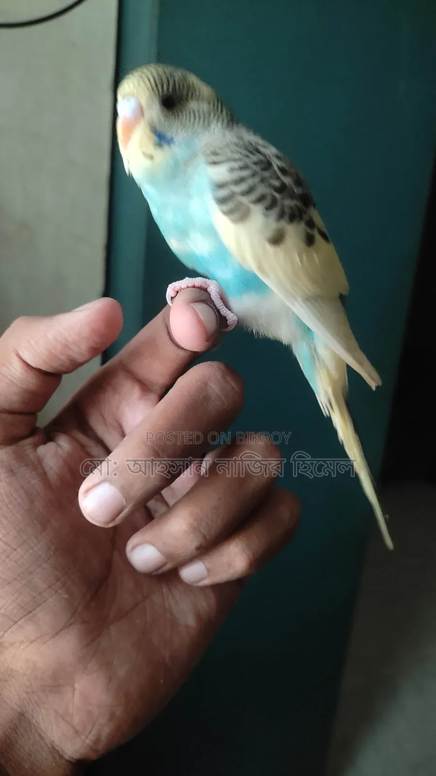 Tame Pied Budgie