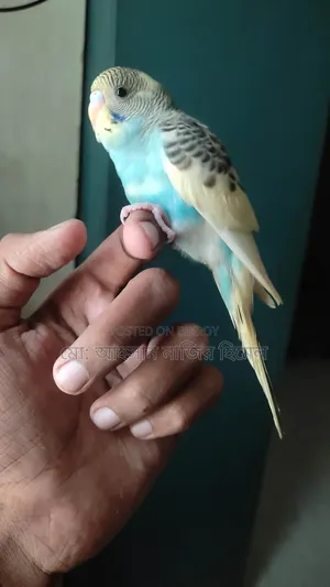 Tame Pied Budgie