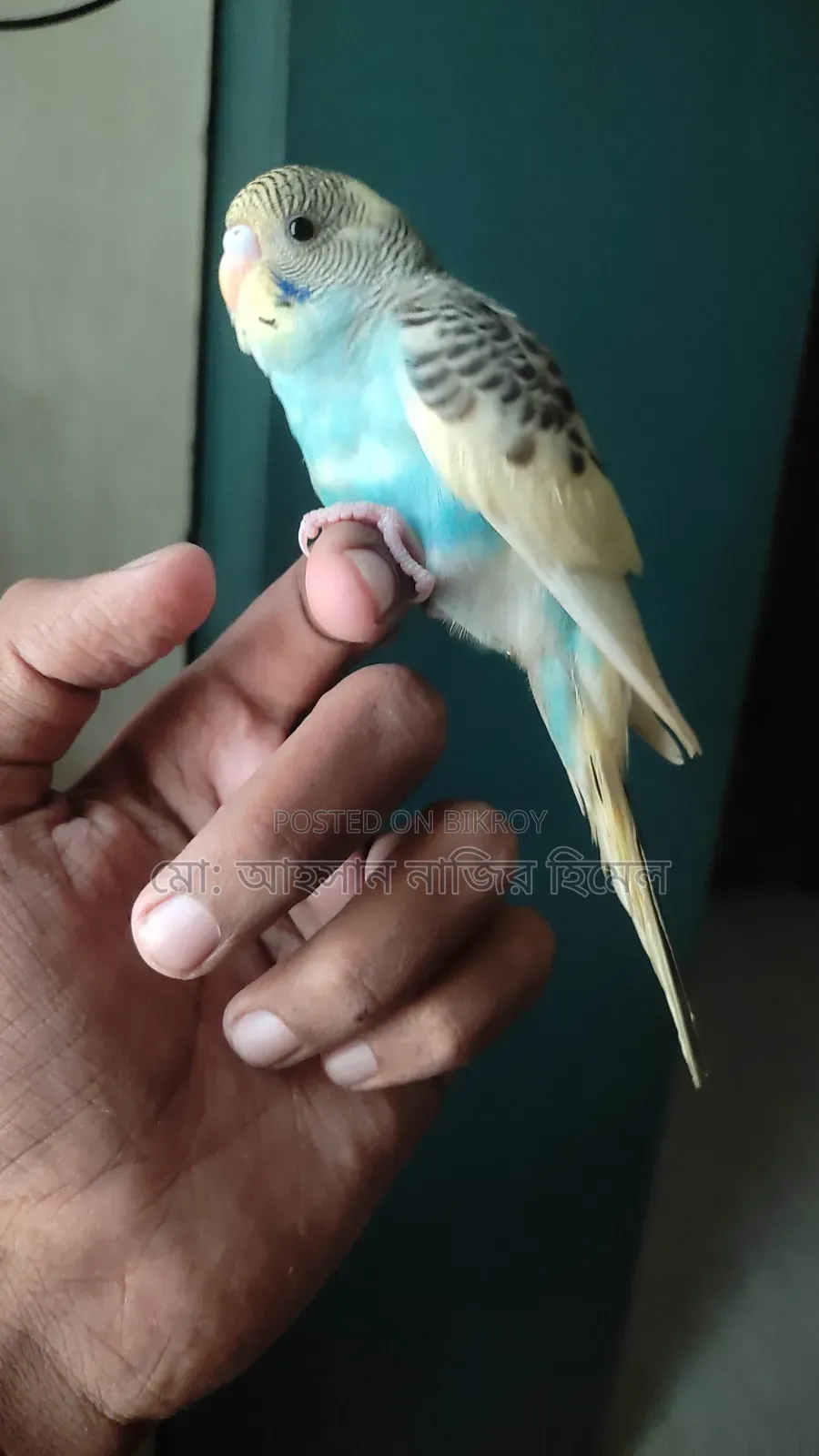 Tame Pied Budgie