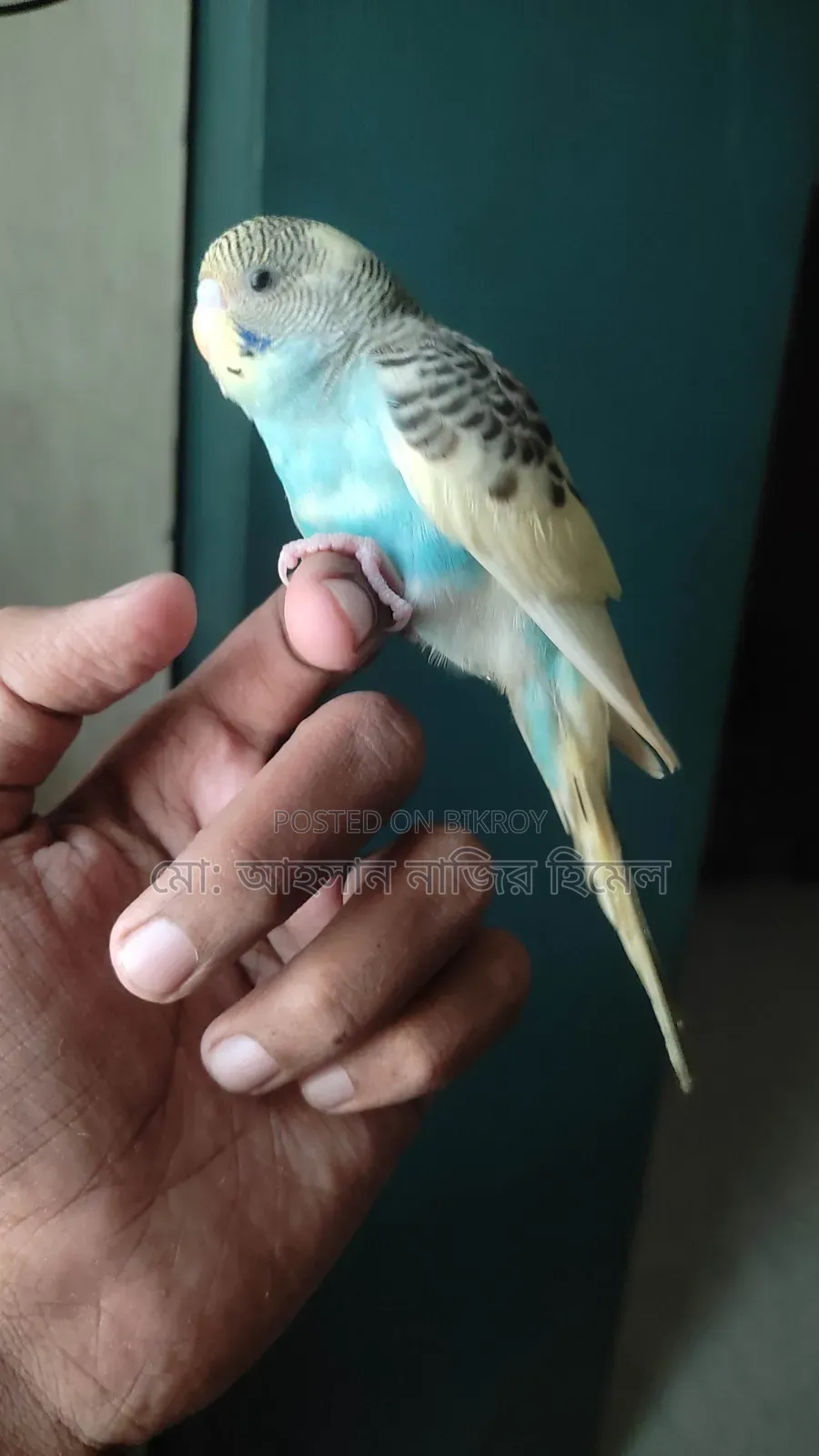 Tame Pied Budgie