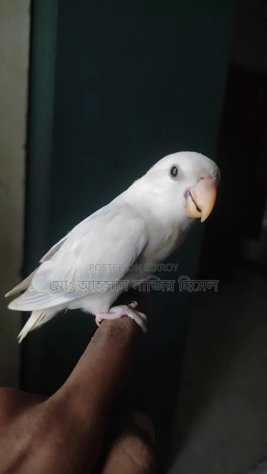 Tame Lovebird