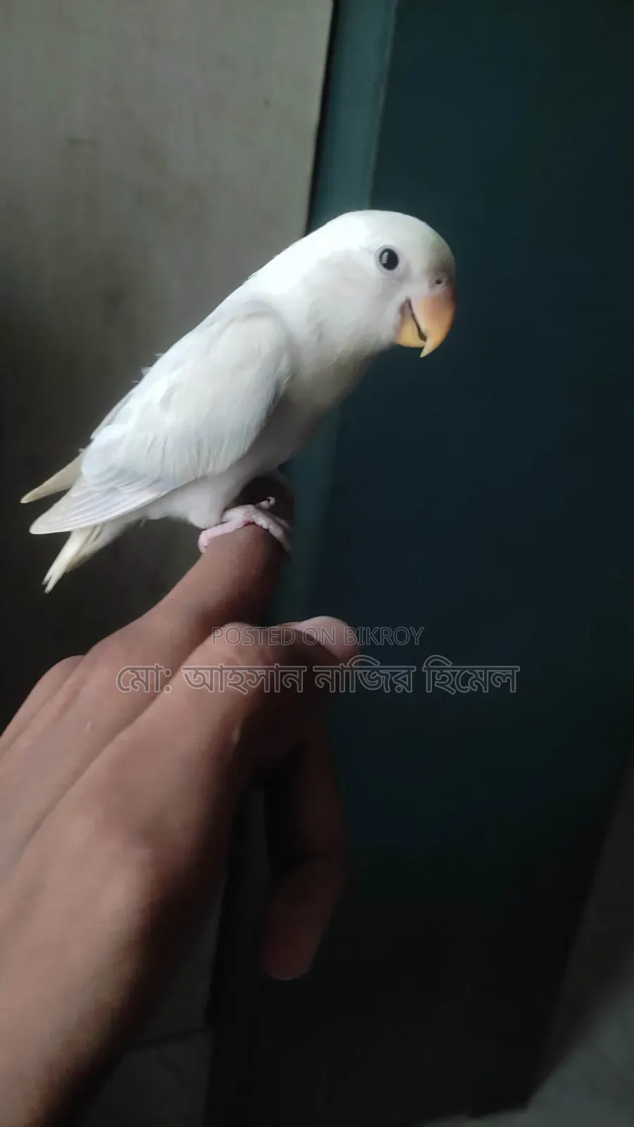 Tame Lovebird
