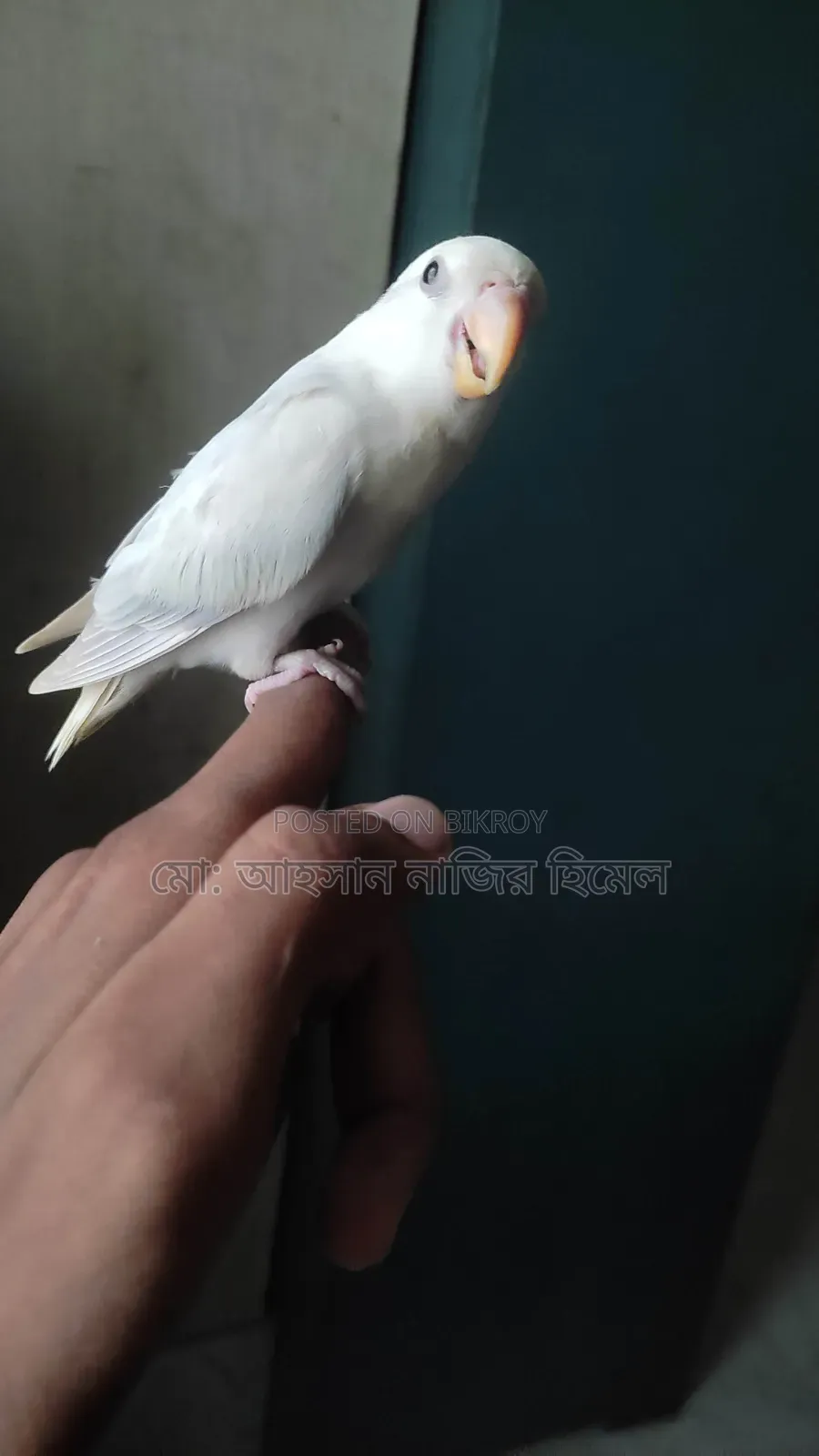 Tame Lovebird