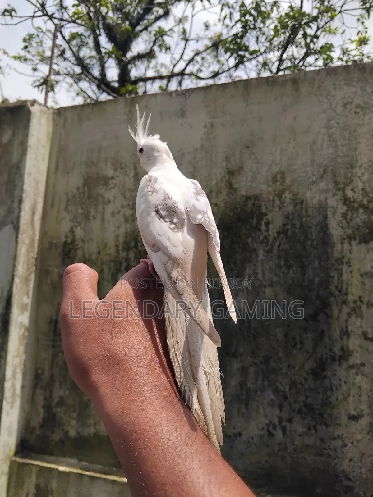 Albino Butterfly / v Pide