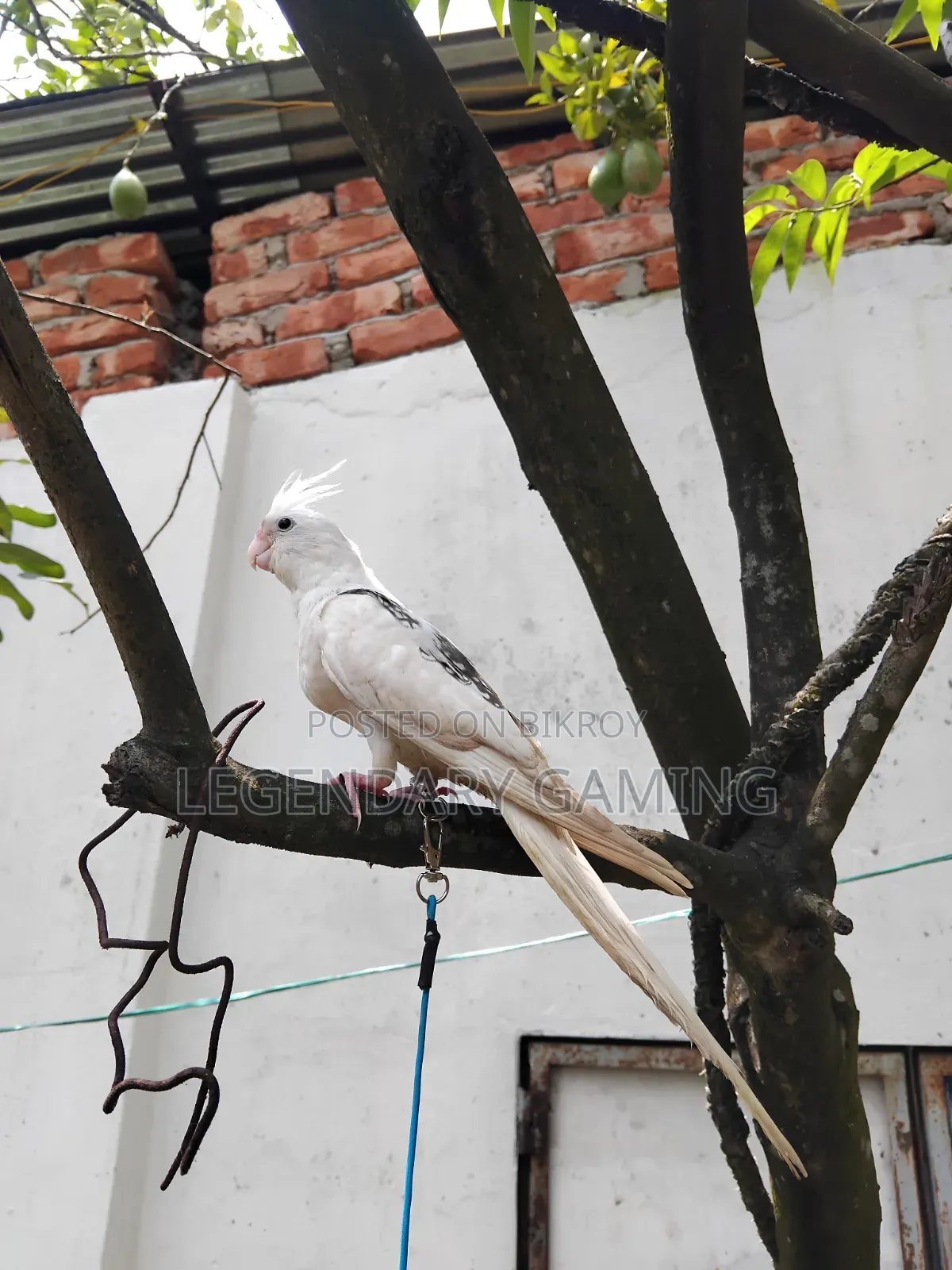 Albino Butterfly / v Pide