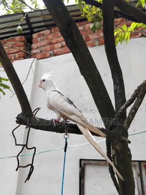Albino Butterfly / v Pide