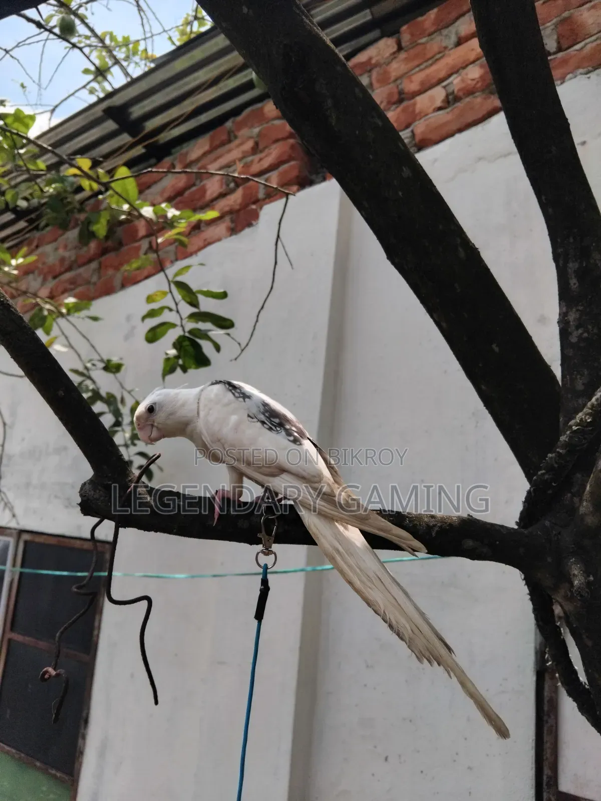 Albino Butterfly / v Pide