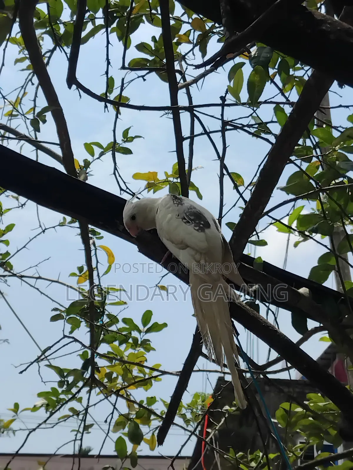 Albino Butterfly / v Pide