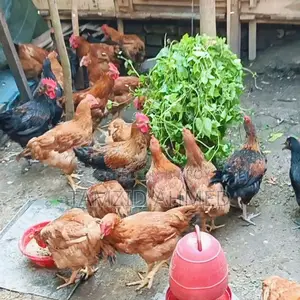 ঘরে পালা সুস্থ ও বড় সাইজের মোরগ বিক্রি হবে