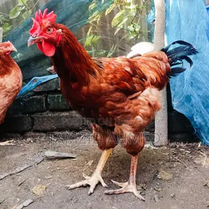 Healthy and large home-raised roosters for sale