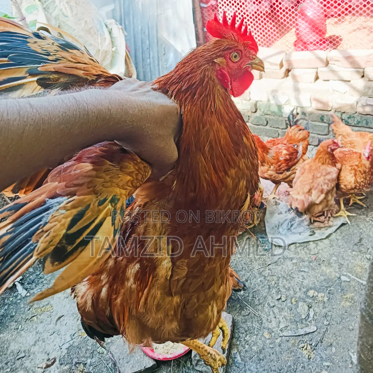 Healthy and large home-raised roosters for sale