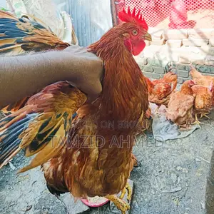 Large size rooster for sale