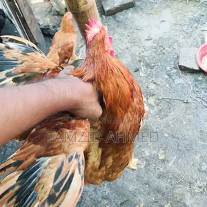 মোরগ বিক্রি হবে