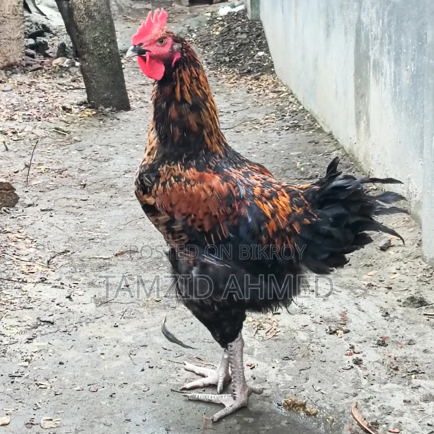 Healthy and large home-raised roosters for sale