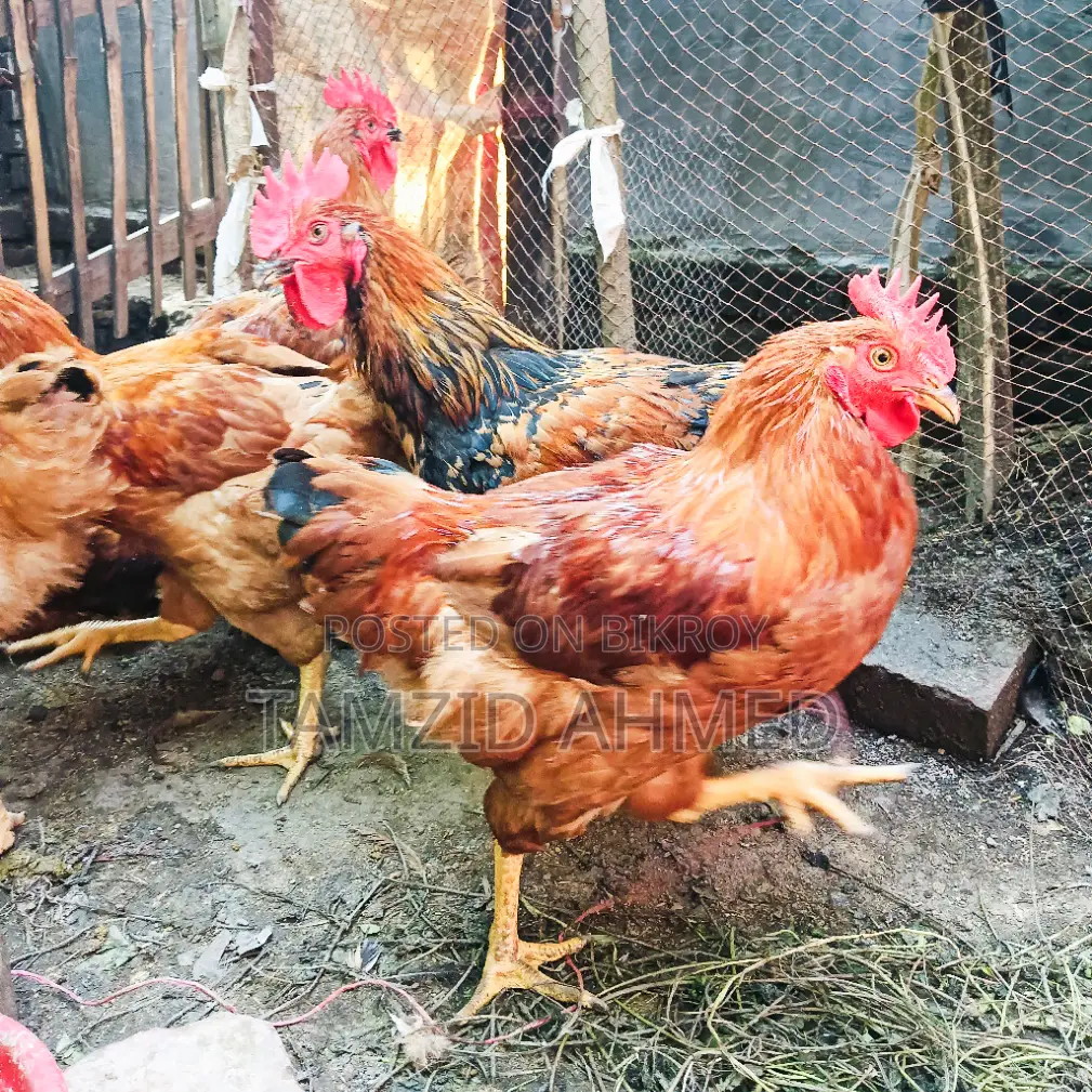 Healthy and large home-raised roosters for sale