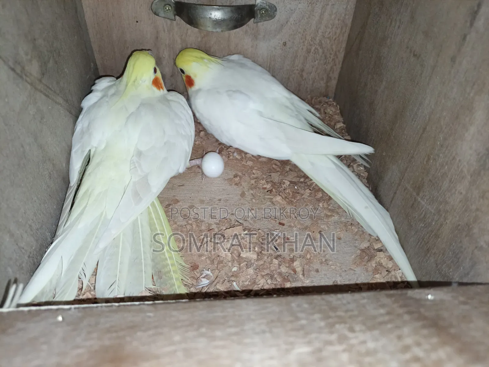 Cockatiel Lutino