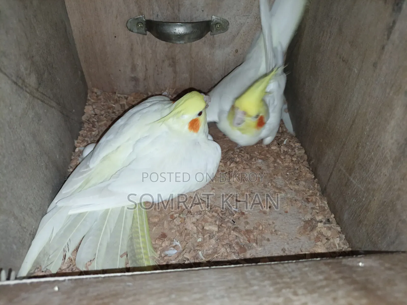 Cockatiel Lutino