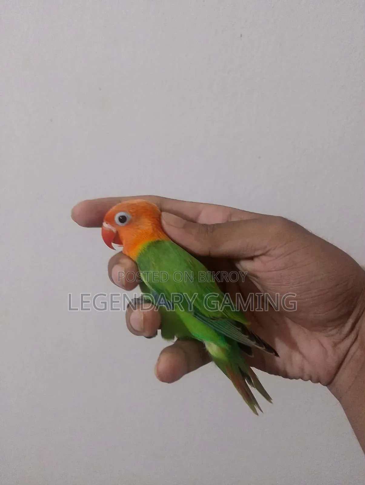 Green Opaline Sprite B1 B2 Pair Love Bird