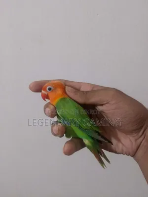 Green Opaline Sprite B1 B2 Pair Love Bird