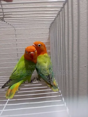 Green Opaline Sprite B1 B2 Pair Love Bird