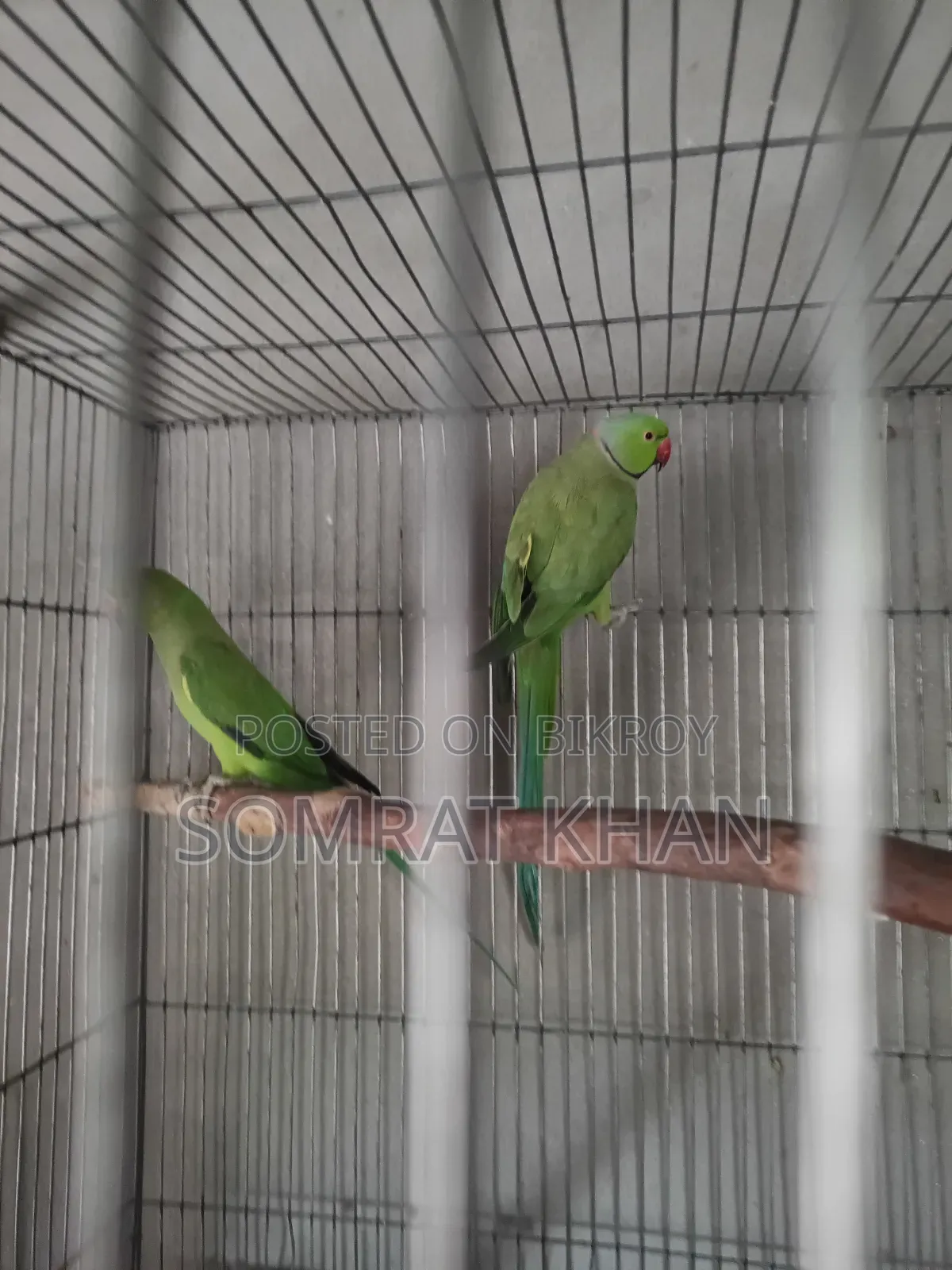 Ringneck Parrot