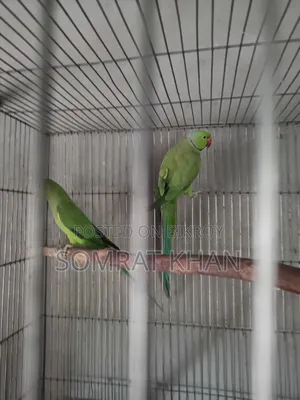 Ringneck Parrot