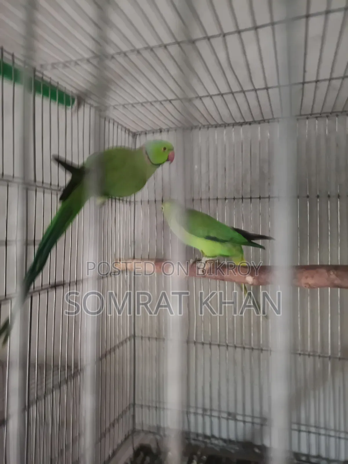 Ringneck Parrot
