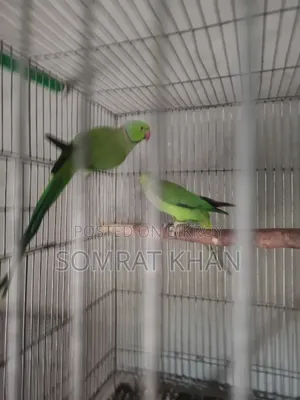 Ringneck Parrot