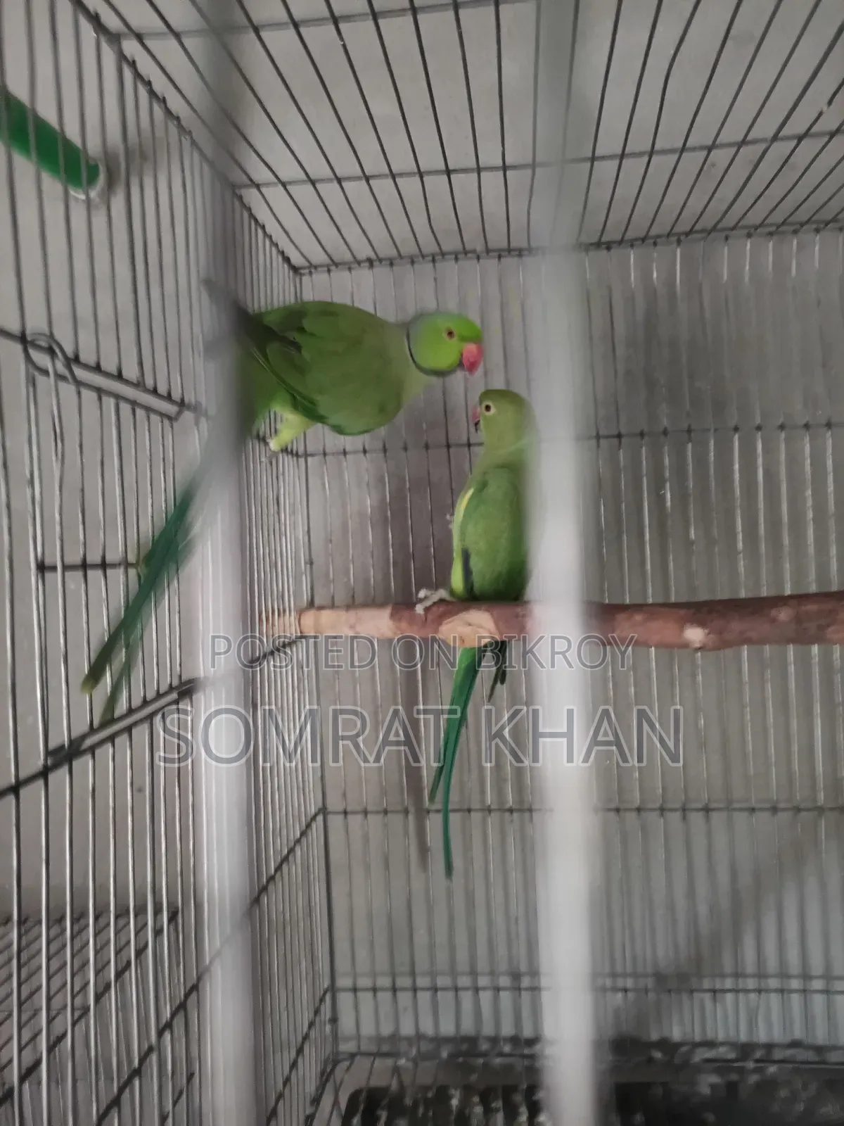 Ringneck Parrot